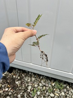 防草シートは本当に必要？