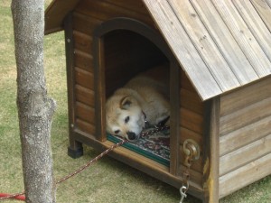 ログハウスで気持ちよさそうに寝る柴犬