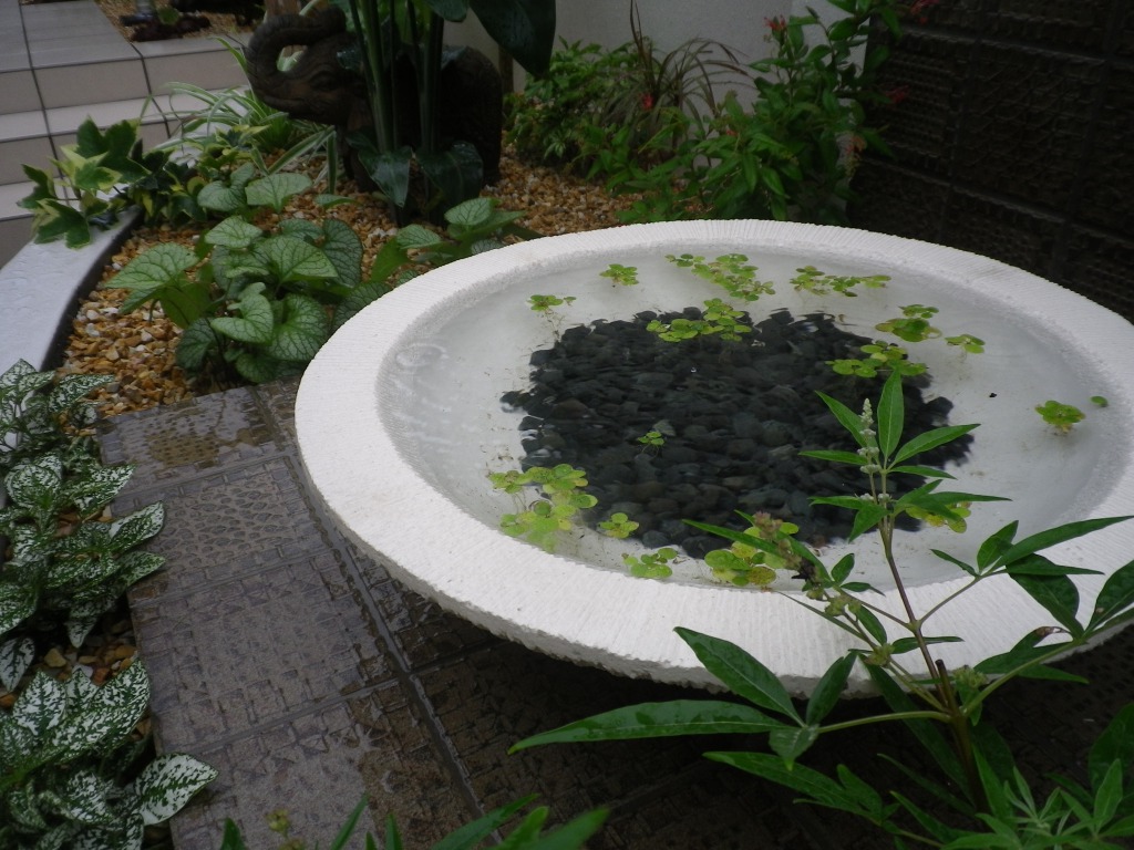 水盤の景