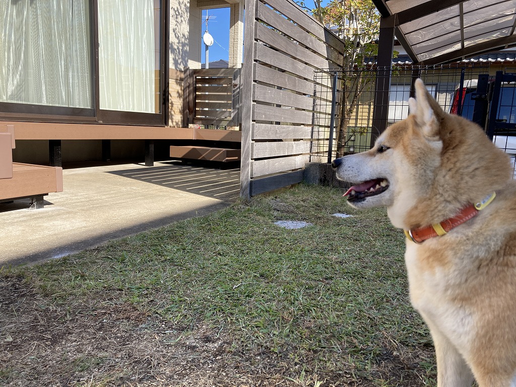 新しくなったデッキを眺める犬