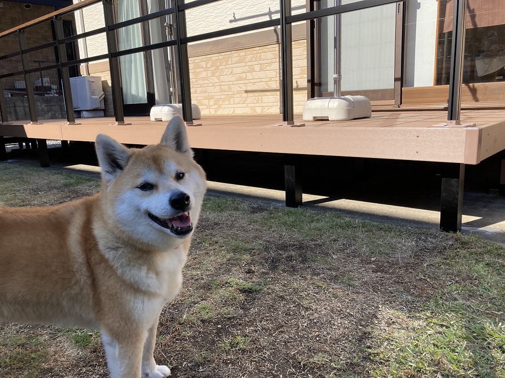 デッキのある庭で遊ぶ犬