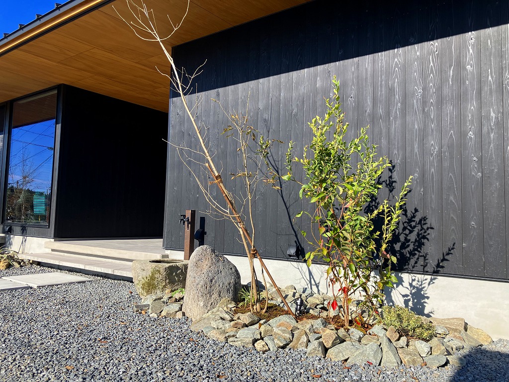 アオダモ 玄関横の植栽