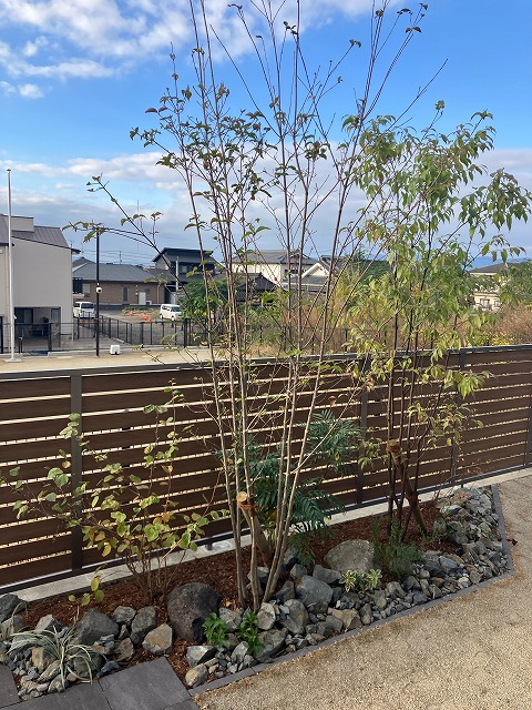 トキワエゴとヤマボウシでつくる、表情豊かな外構植栽＊霧島市O様