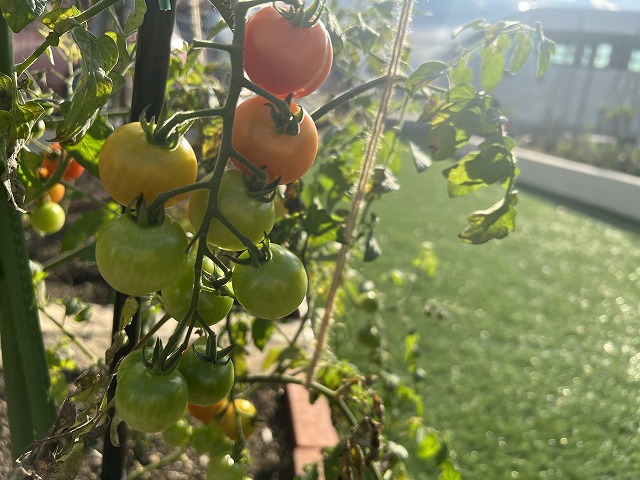 ミニトマト,家庭菜園